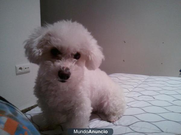 busco perro bichon maltes para cruce con hembra bichon maltes