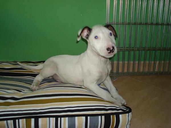 EL RINCON DEL CACHORRO BULL TERRIER DISPONIBLES