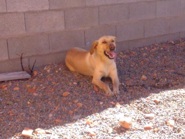 REGALO LABRADOR HEMBRA