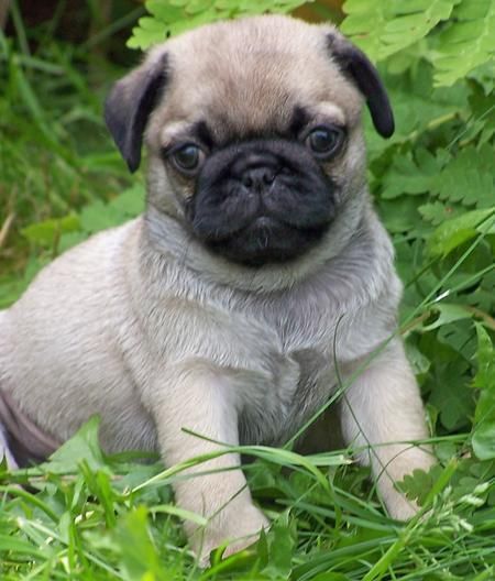 ser las primeras en adoptar estos cachorros pug