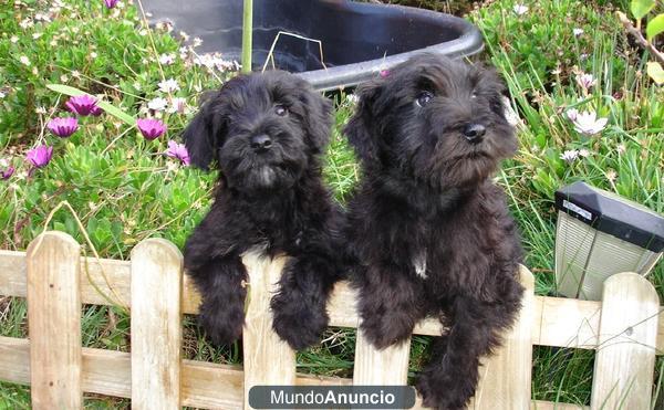 Venta de perros, criadero de calidad