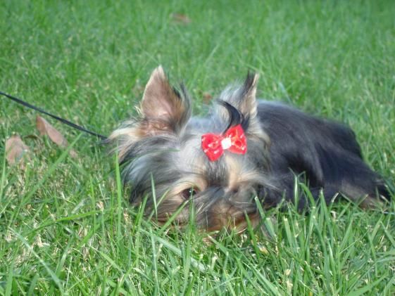 yorkshire terrier,tamaño mini,650 euros excellente pedigree.