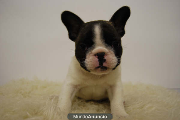 Bulldog Frances Preciosa Camada con 2 Meses y Pedigre Nacional