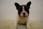 Bulldog Frances Preciosa Camada con 2 Meses y Pedigre Nacional - mejor precio | unprecio.es