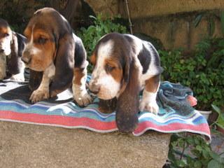 Cachorros de Basset Hound