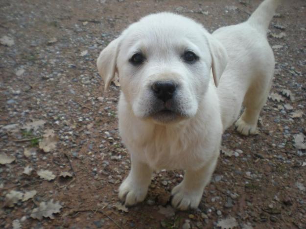 cachorros de labrador    criadero  de labrador  en barcelona