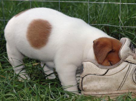 cachorros JACK RUSSELL con PEDIGREE - Madrid