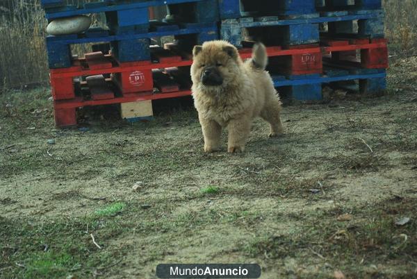 Chow chow en madrid, listos para recoger, somos criadores, tenemos residencia canina, ven a verlos, abrimos todos los di