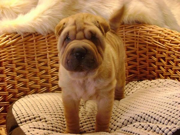 Impresionante Sharpei