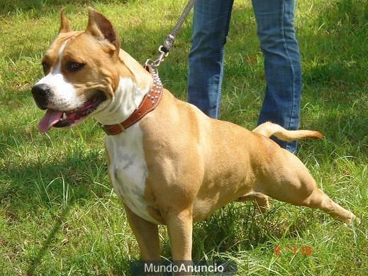 proxima camada american staffordshire terrier