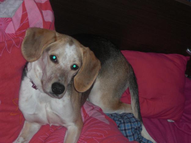 REGALO PERRA..... CRUCE CN BEAGLE