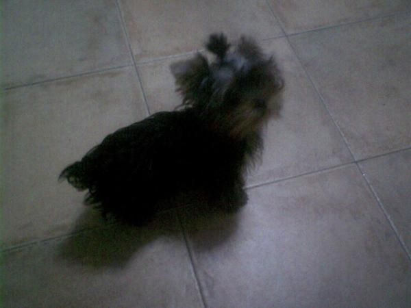 S e vende camada de yorkihire terrier