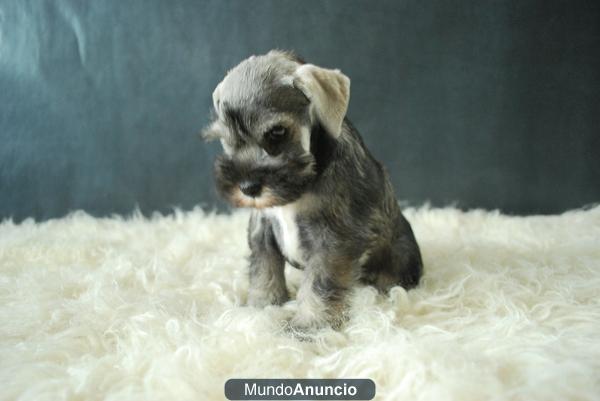 schnauzer de dos meses, cachorros de calidad, 4 machos y dos hembras, NEGROS Y SAL PIMIENTA