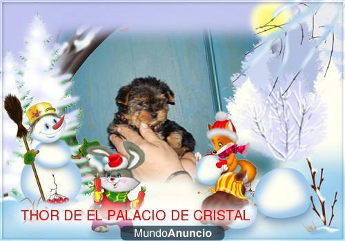 yorkshire terrier cachorritos toys criados en familia con pedigri de loe