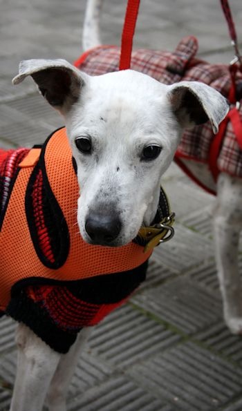 BUENAFUENTE, perro de tamaño pequeño en adopción