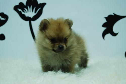 cachorros de pomerania