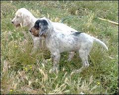 CACHORROS DE SETTER INGLES