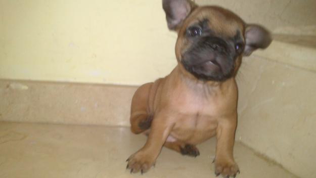 Excelente camada bulldogs frances fawn