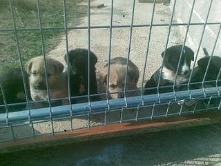 Infinidad de cachorros en adopción, todas edades y tamaños, desgraciadamente...adopta!