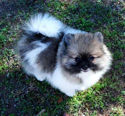 Precioso cachorro hembra de Pomerania