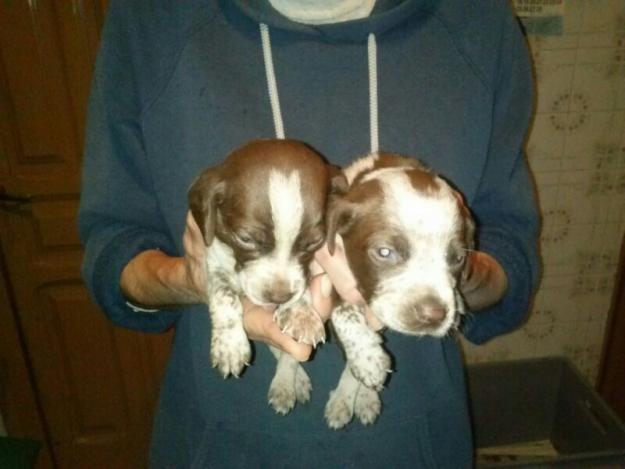 Se regalan cachorros