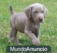 SE VENDEN CACHORROS DE WEIMARANER