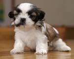 Shih Tzu disponible.