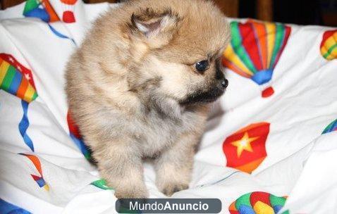 Bi-mar y las líneas de Finch Pomerania cachorro