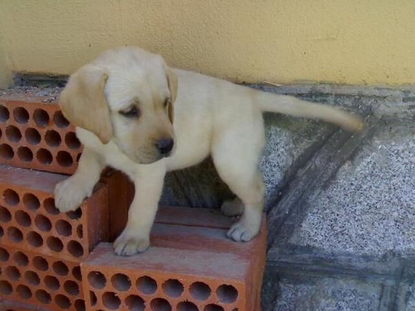 cachorro de LABRADOR CON PEDIGREE  360?