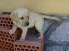 cachorro de LABRADOR CON PEDIGREE 360? - mejor precio | unprecio.es