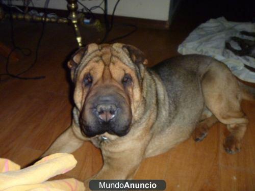 cachorros de sharpei regalados