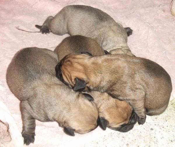 Disponibles cachorros de BULLMASTIFF