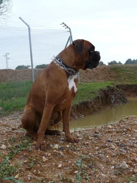 Macho boxer busca hembra para monta.