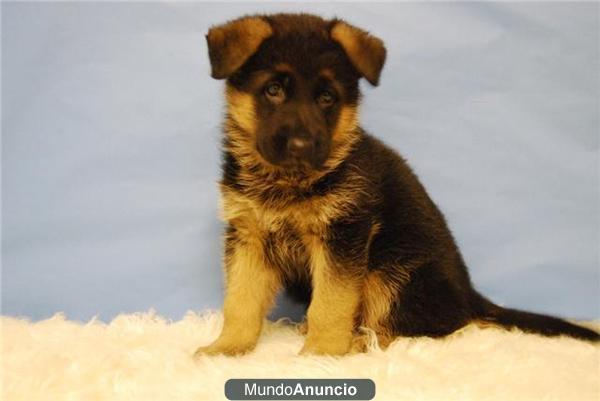 Pastor Aleman excelentes cachorros de raza