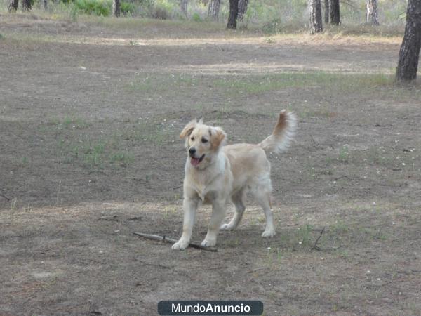 Se regala Golden Retriever