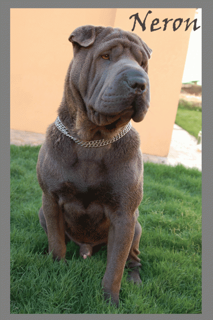 Sharpei azul para monta