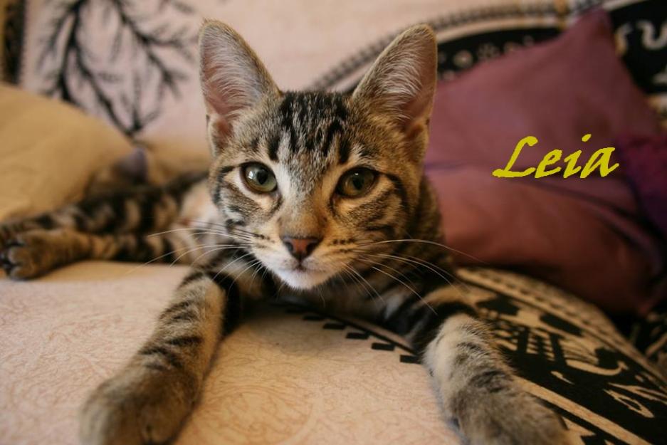 Leia, gatita preciosa en adopción