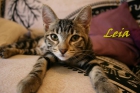 Leia, gatita preciosa en adopción - mejor precio | unprecio.es