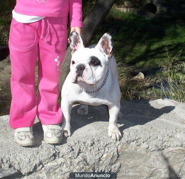 bulldog Frances disponible para montas