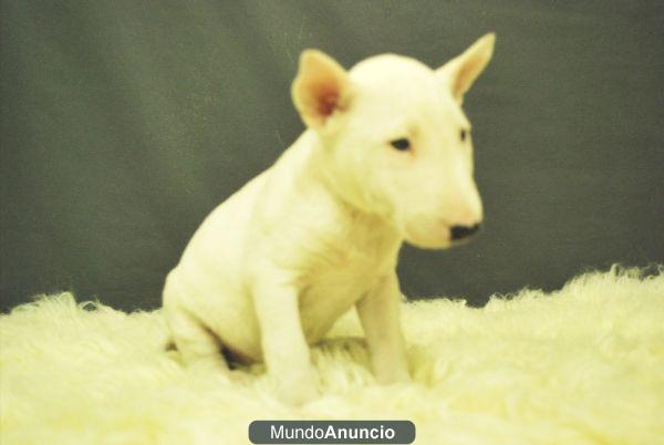 BULLTERRIER MINIATURA CON 2 MESES PRECIOSOS EJEMPLARES DISPONIBLES