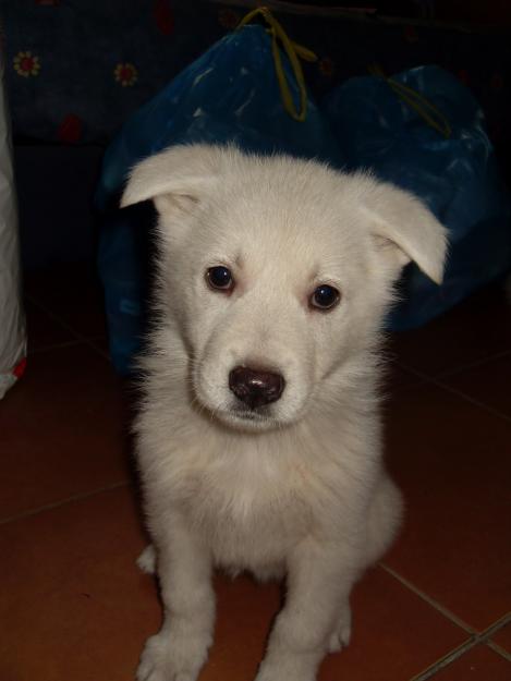 Cachorras pastor blanco suizo