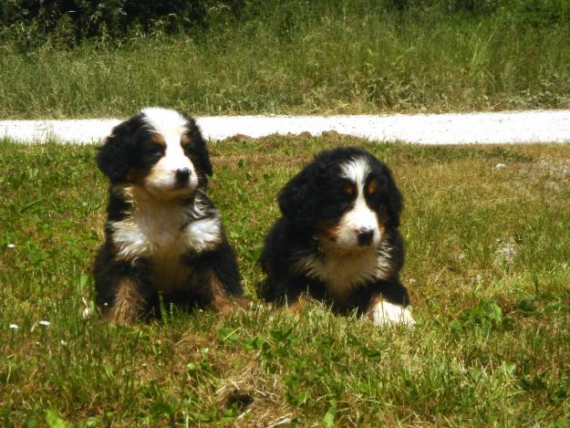 Cachorros de Boyero de berna