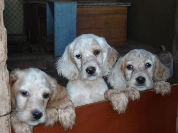 cachorros de setter ingles.