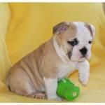 disponibles cachorros de bulldog frances dos mesen con una de las primeras