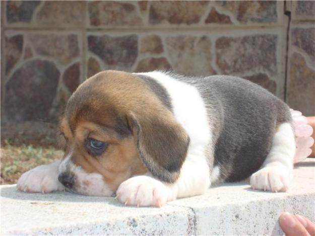 ESPECTACULAR CAMADA DE BEAGLES