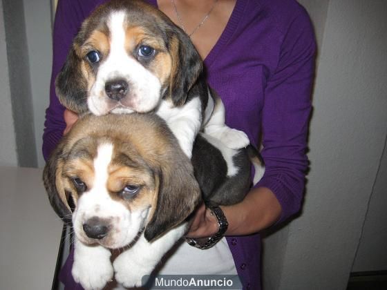 IMPRESONANTES BEAGLES