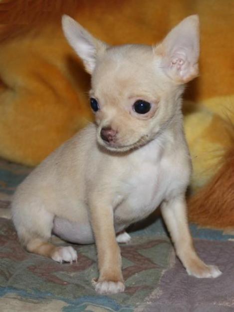 Lindo perrito de la chihuahua