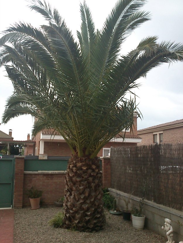 Palmera muy cuidada y nunca enferma ni plaga.