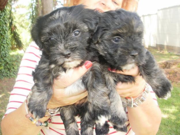 Preciosos Cachorros de Yorkshire Con Maltes