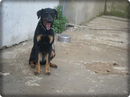 regalo doberman / rottweiler